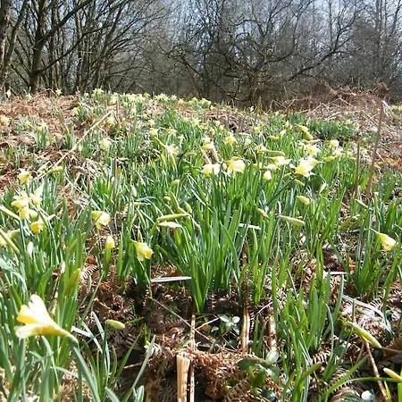 Les 7 Frenes Apartment Vaux-sur-Sure