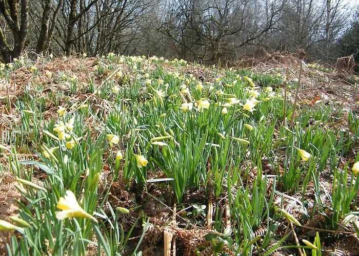 Les 7 Frenes Apartment Vaux-sur-Sure
